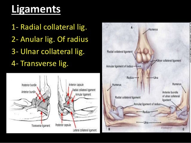 Fractures of the Upper Extremity